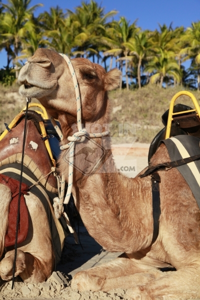 Camel, Cable Beach